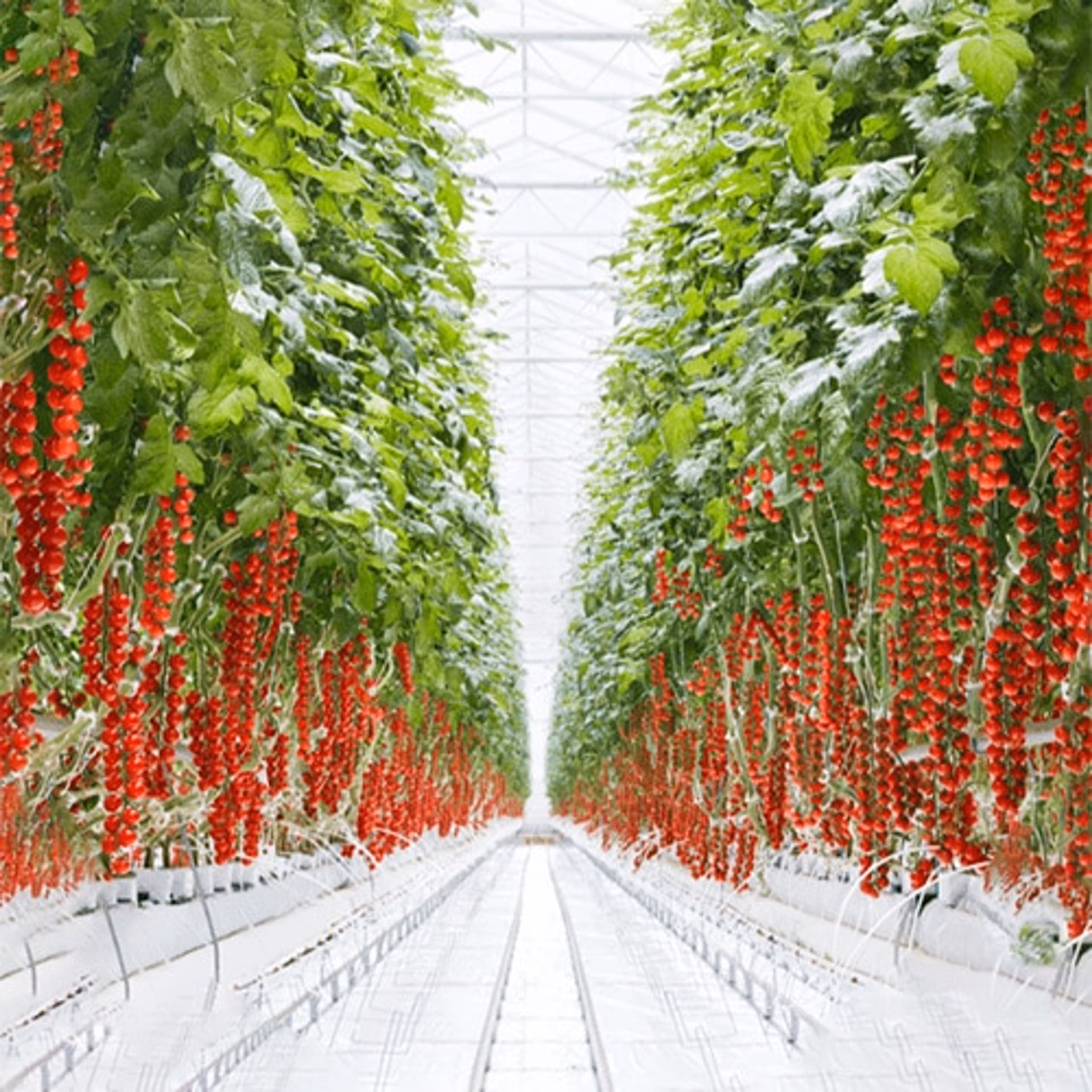 Tomatoes growing on the vine